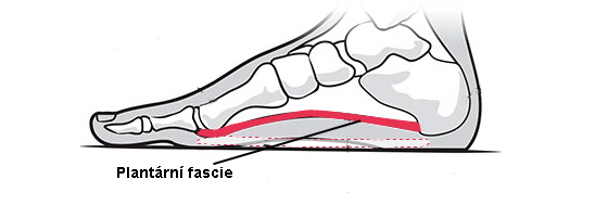plantární fascie